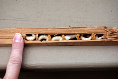 carpenter bee larvae inside chamber